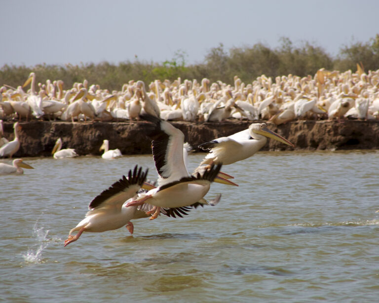 Djoudj National Park